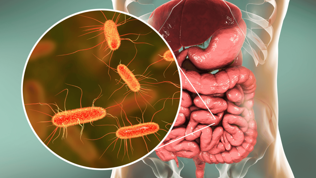 Microbioma intestinal: o que é, por que importa e como cuidar